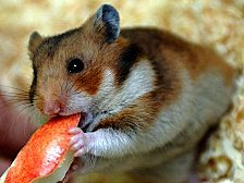 Er kümmert sich nicht um Stromfresser, sondern ums Fressen: der Hamster.