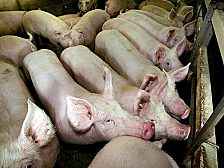 Schweine - Pigs, so nennen die US-Kollegen die Not leidenden Mitglieder der EU. Nach den Anfangsbuchstaben: Portugal, Irland, Griechenland und Spanien. Kann die EU ihren Pigs helfen?