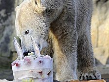 Leckerli zum Geburtstag: Eisbär Knut hat es gut. Im Zoo. Seine wilden Verwandten bleiben weiter gejagt und vom Klimawandel bedroht. Ob es unser Gewissen zu Recht beruhigt, Plüsch-Knuts zu kaufen?