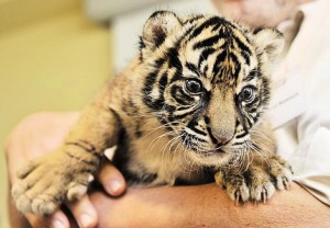 Keiner packt mehr den Tiger in den Tank - auch nicht den kleinen Daseep aus Frankfurt. Gefragt sind heute Weizen, Mais und Zuckerrüben.