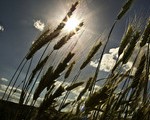 Die Landwirtschaft bekommt Wassermangel am ehesten zu spüren. Kein Wunder: Für ein Kilo Rindfleisch braucht sie 15.500 Liter.