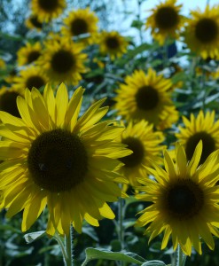 Blogbild-Sonnenblumen