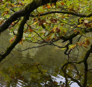 Natur und Ökoenergie