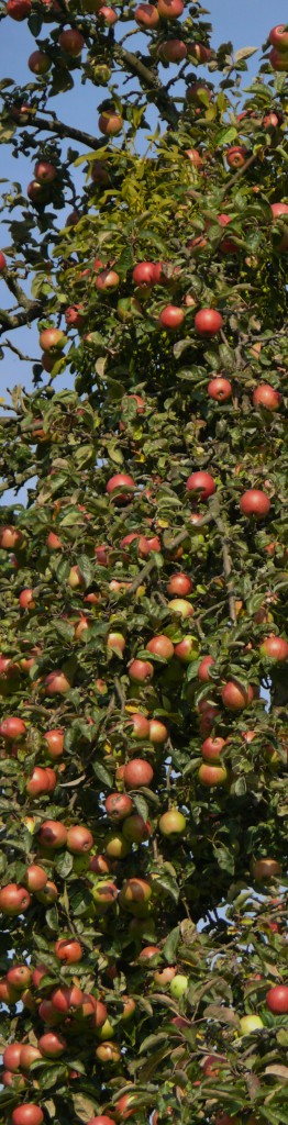 Bio-Äpfel