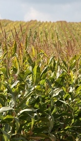 Maisfeld01